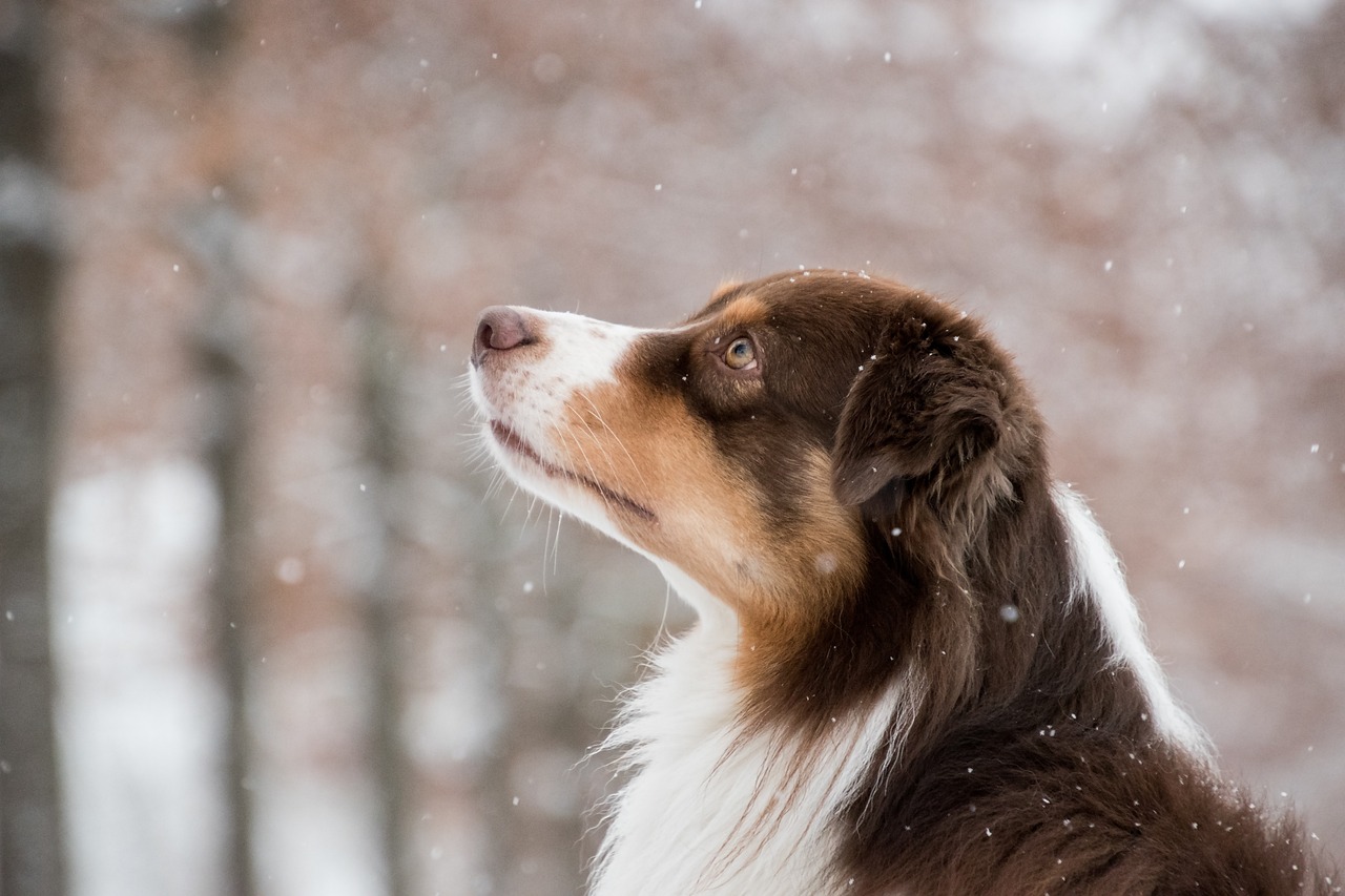 How to Help Your Dog Overcome Fear of Steps